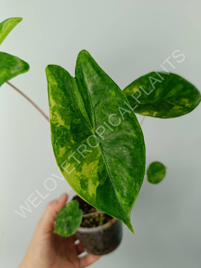 Alocasia pink dragon variegata