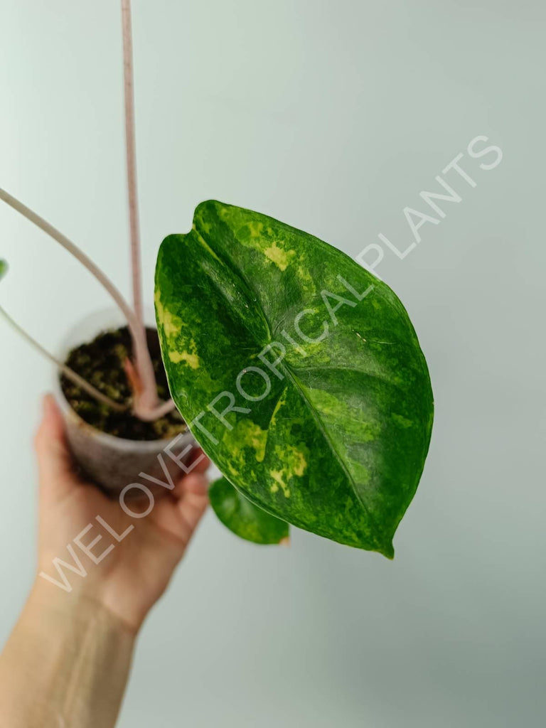 Alocasia pink dragon variegata