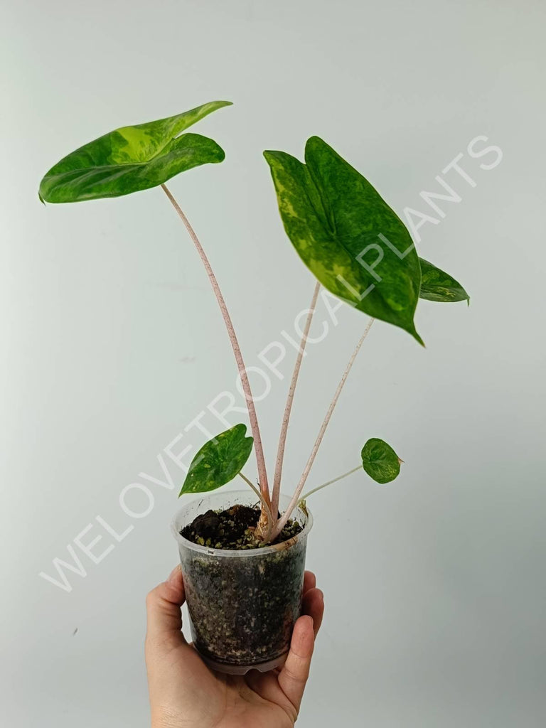 Alocasia pink dragon variegata