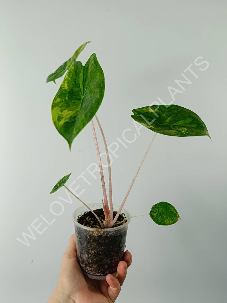 Alocasia pink dragon variegata