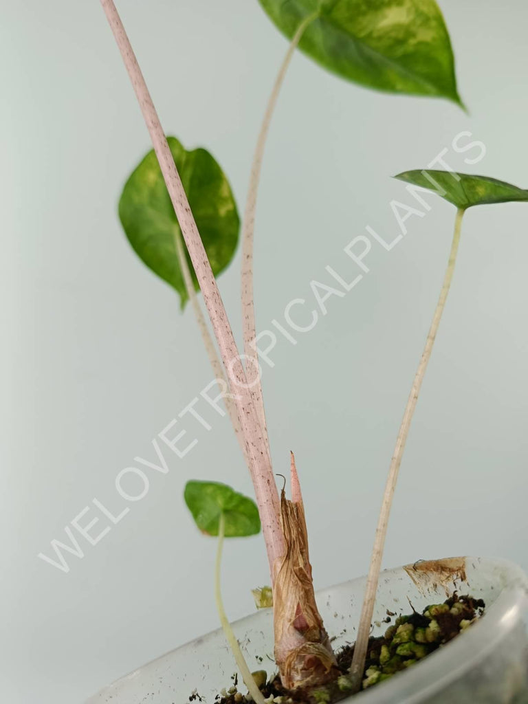 Alocasia pink dragon variegata