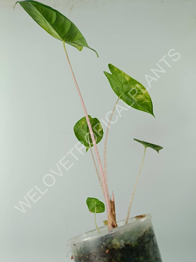 Alocasia pink dragon variegata