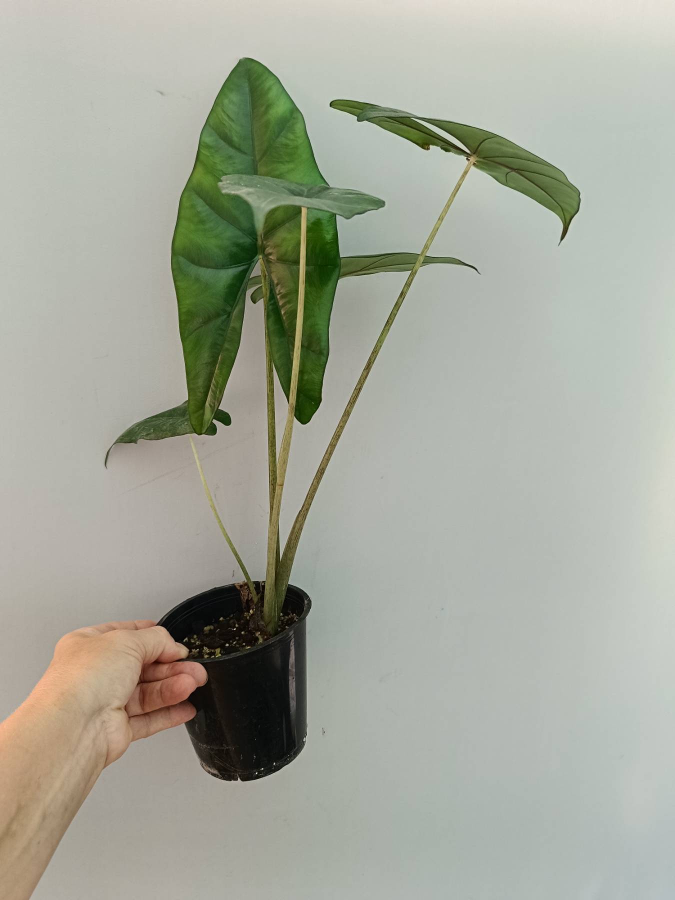 Alocasia Princeps