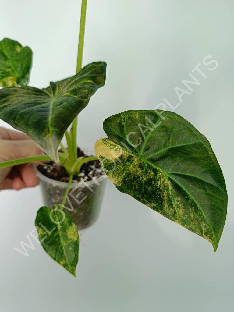 Alocasia regal shields variegata