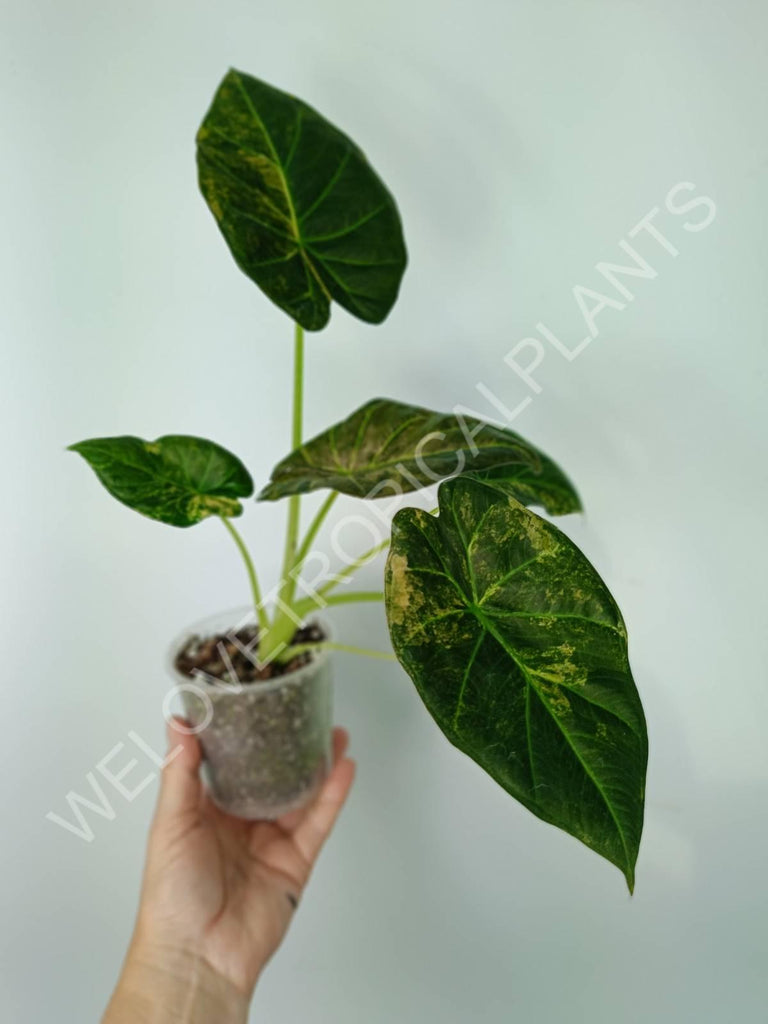 Alocasia regal shields variegata