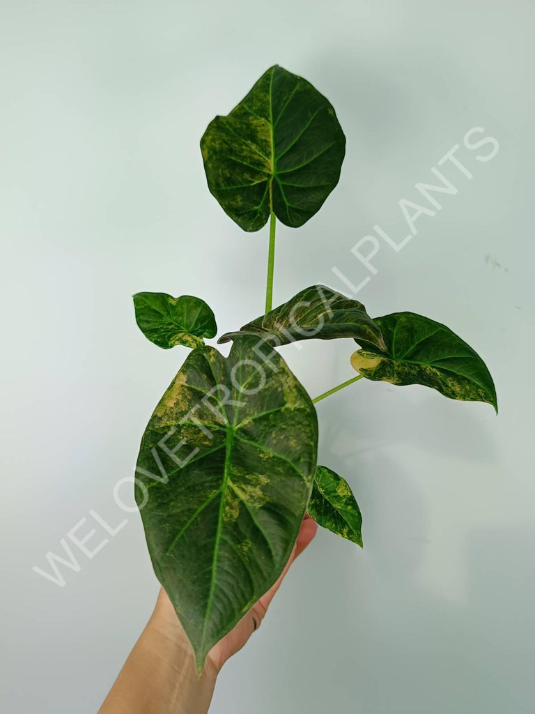 Alocasia regal shields variegata