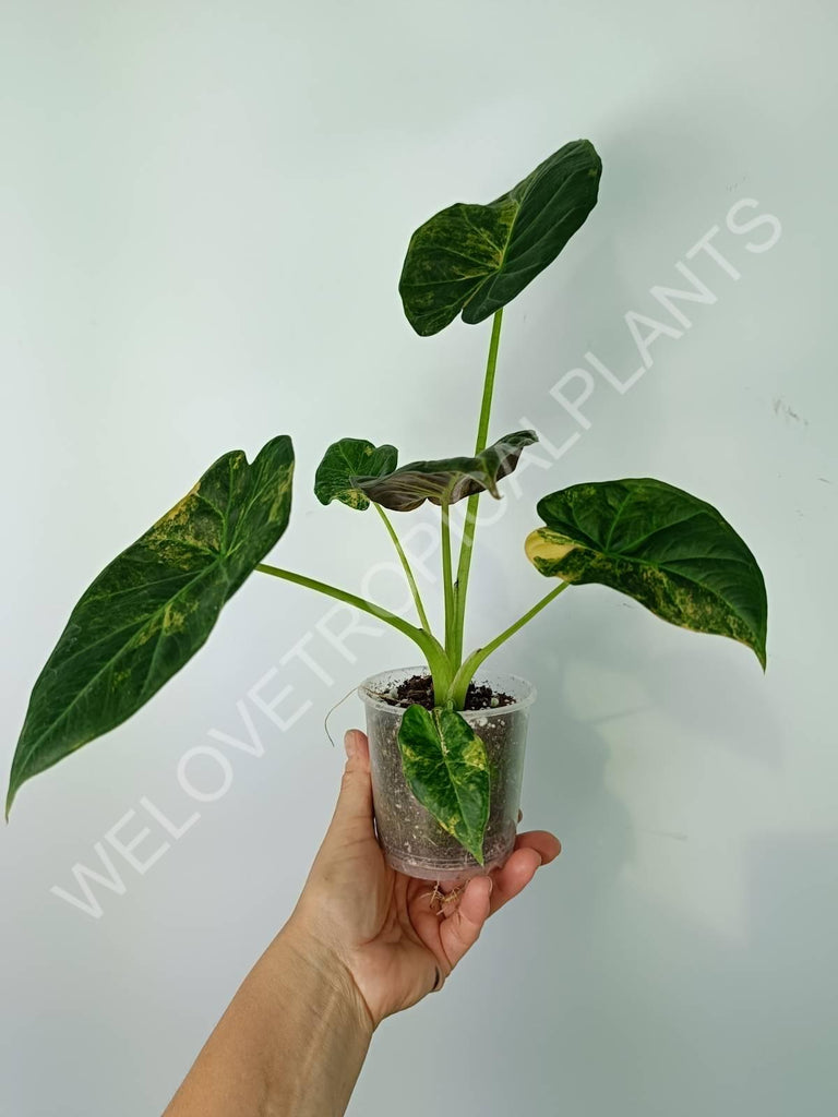 Alocasia regal shields variegata