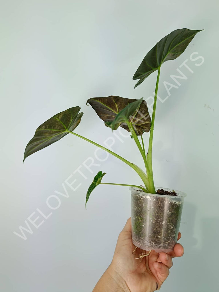 Alocasia regal shields variegata