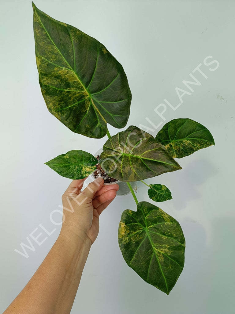 Alocasia regal shields variegata