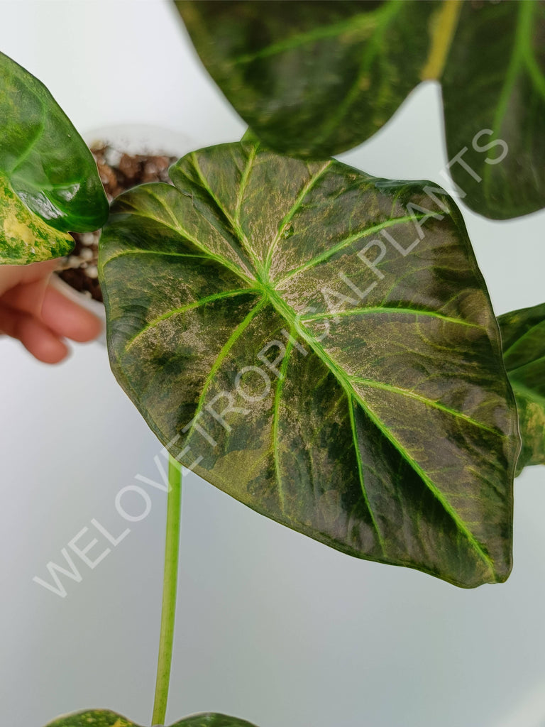 Alocasia regal shields variegata