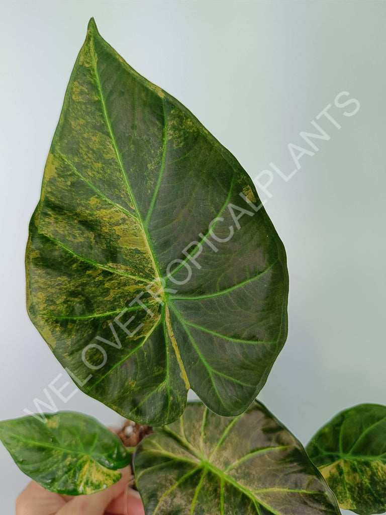 Alocasia regal shields variegata