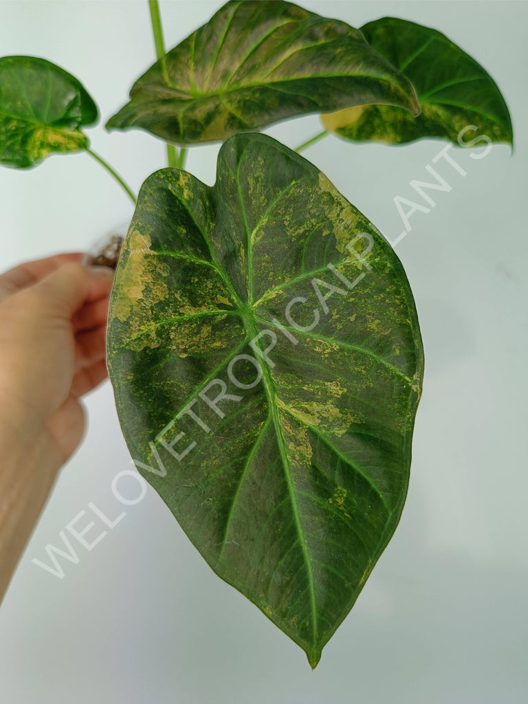 Alocasia regal shields variegata