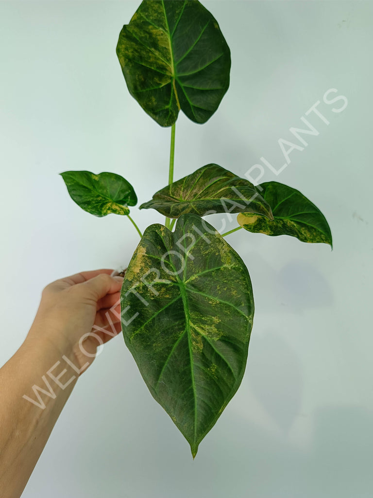 Alocasia regal shields variegata