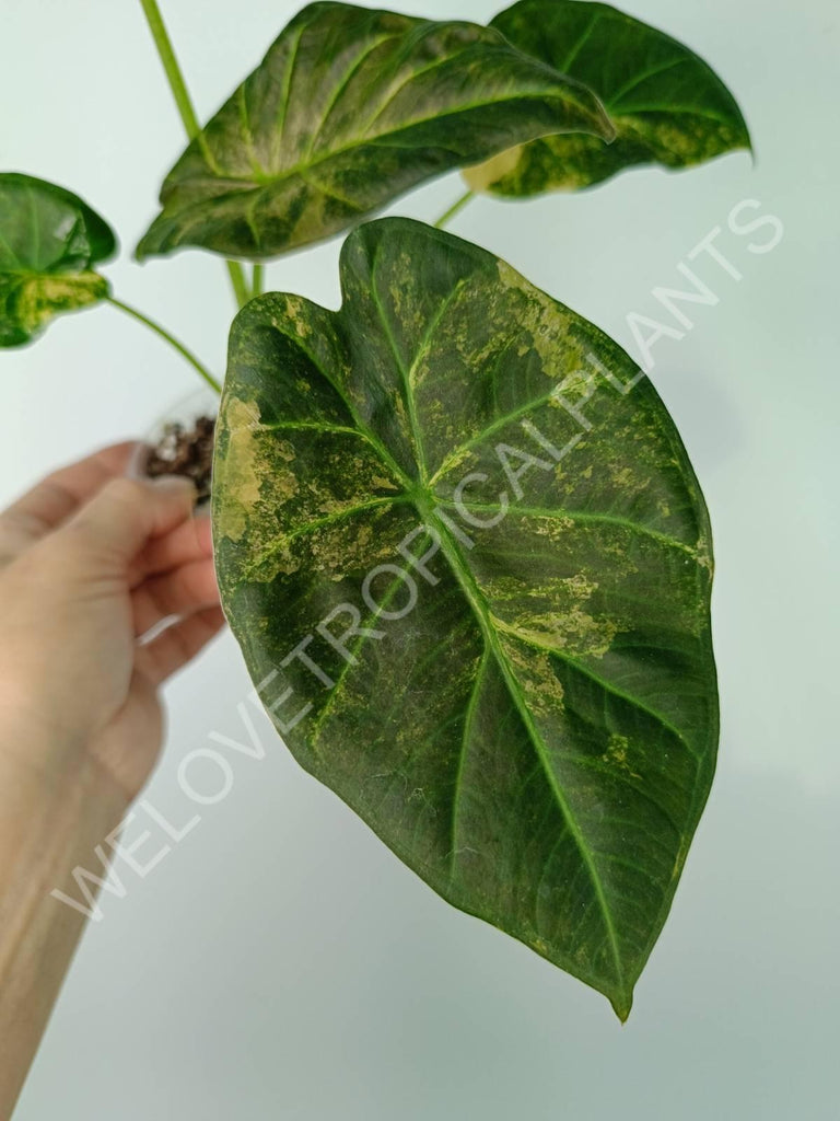 Alocasia regal shields variegata