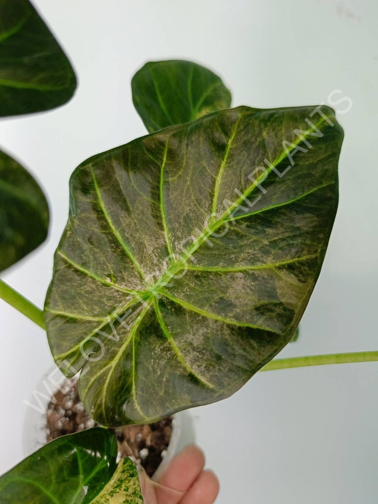 Alocasia regal shields variegata