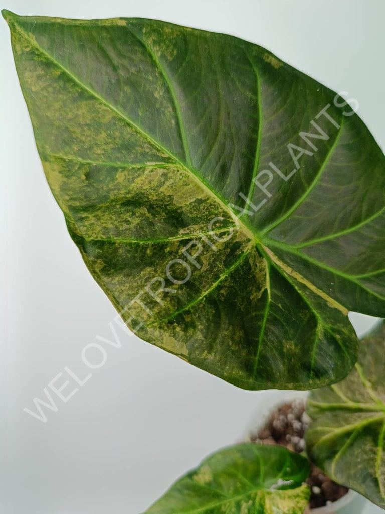 Alocasia regal shields variegata