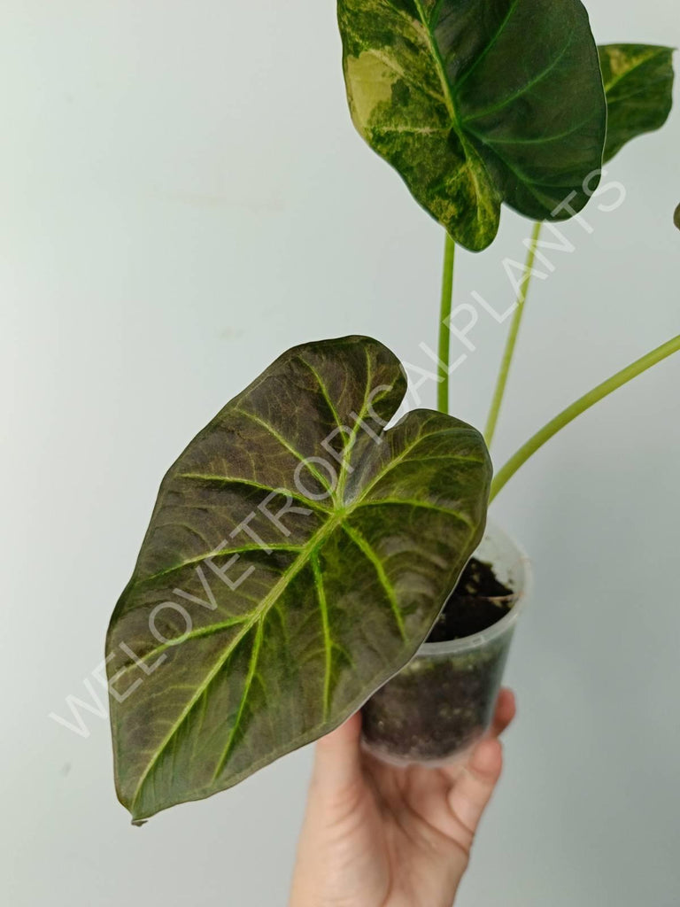 Alocasia regal shields variegata