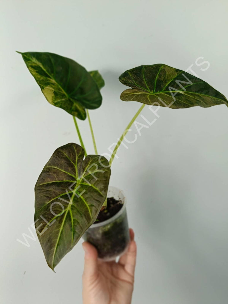 Alocasia regal shields variegata