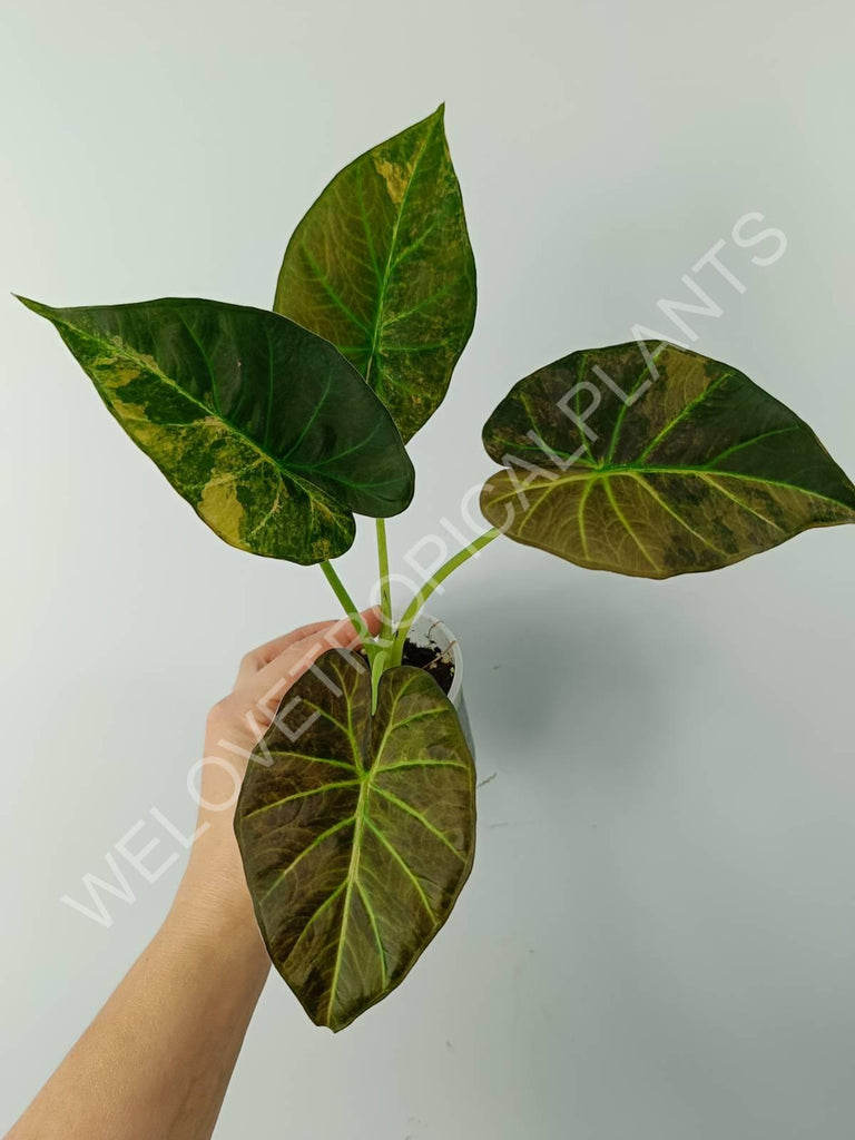 Alocasia regal shields variegata