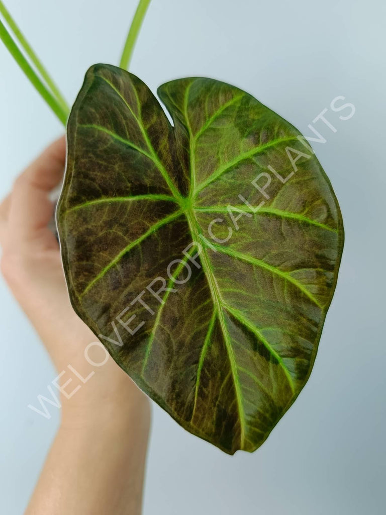 Alocasia regal shields variegata