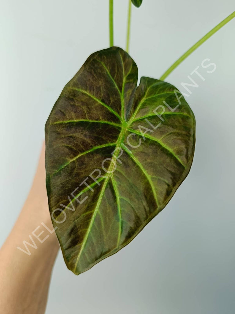 Alocasia regal shields variegata