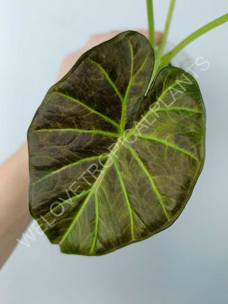 Alocasia regal shields variegata