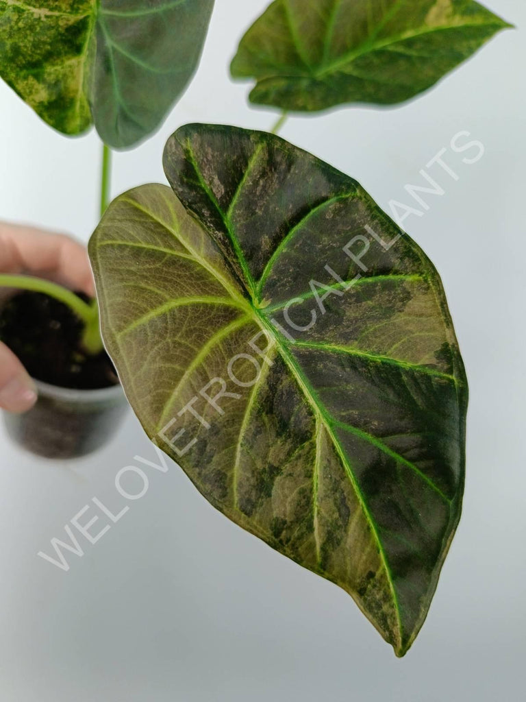 Alocasia regal shields variegata