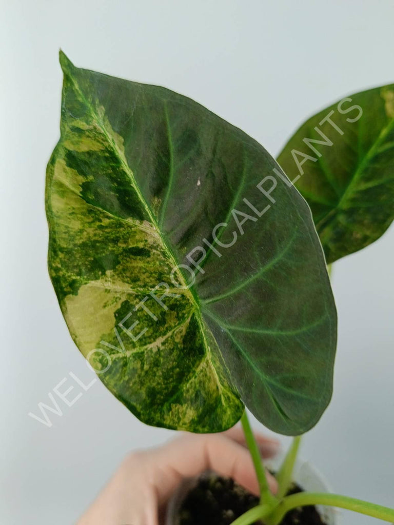 Alocasia regal shields variegata