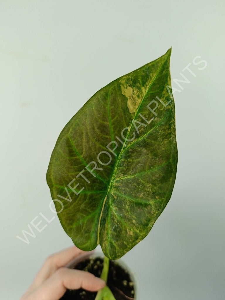 Alocasia regal shields variegata