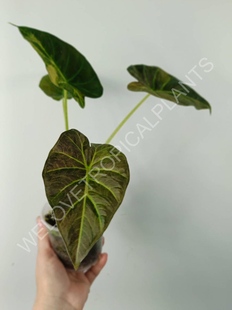 Alocasia regal shields variegata