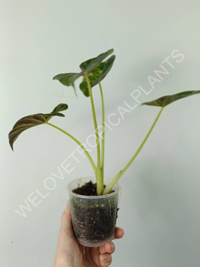 Alocasia regal shields variegata