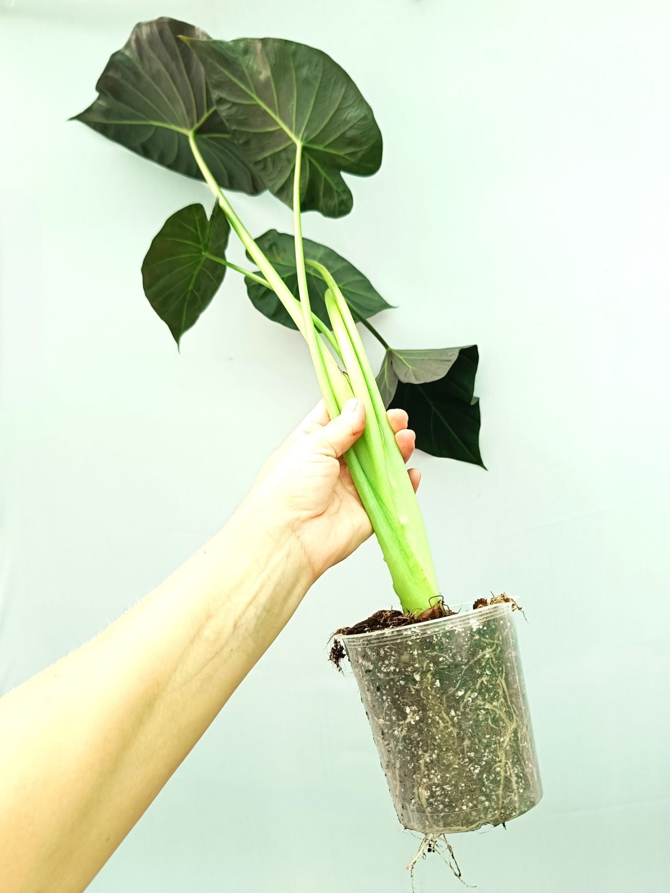 philodendron regal shield Alocasia Regal Shields