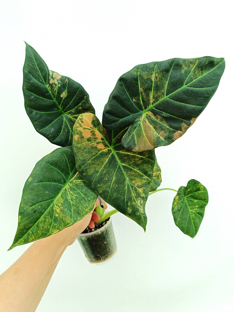 Alocasia regal shields variegata
