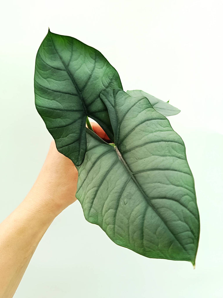Alocasia reginae white