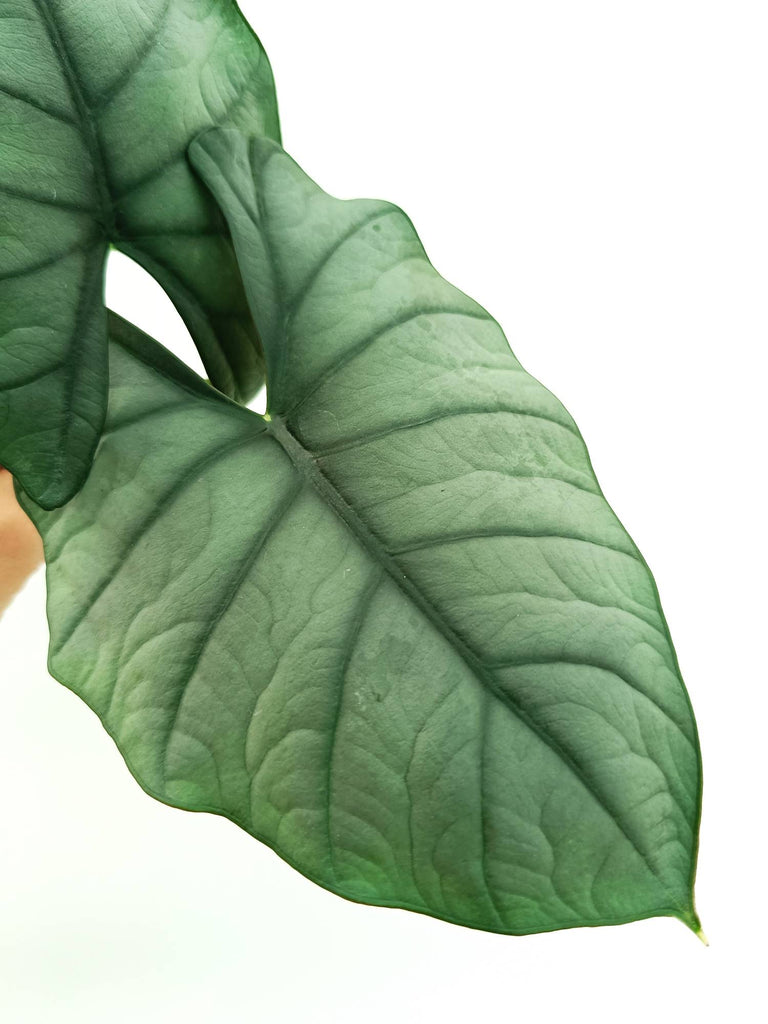 Alocasia reginae white