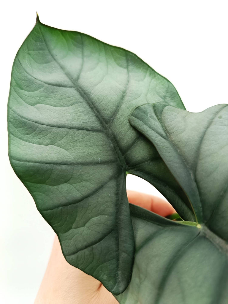 Alocasia reginae white