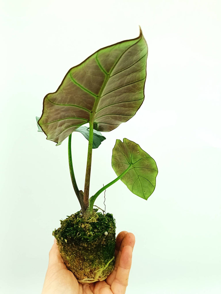Alocasia reginae white