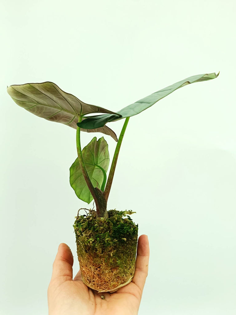 Alocasia reginae white