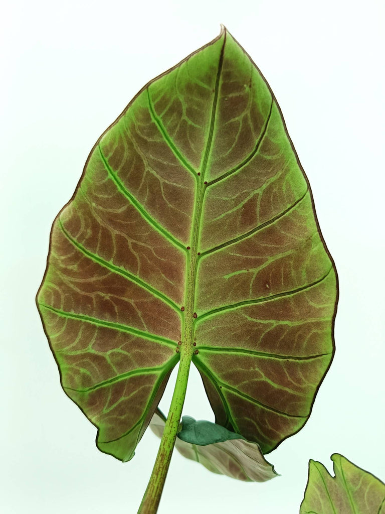 Alocasia reginae white