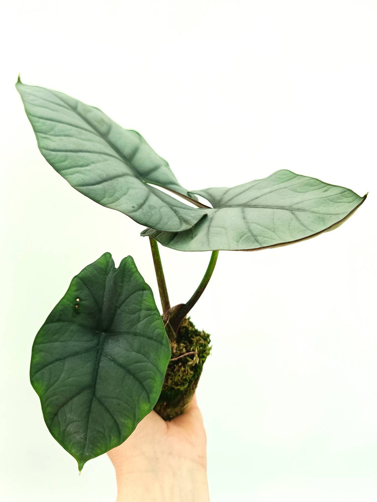 Alocasia reginae white