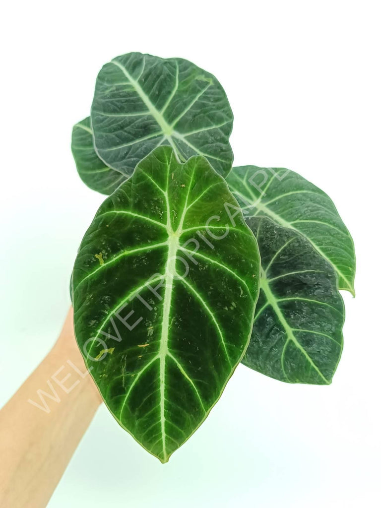 Alocasia reginula black velvet variegata