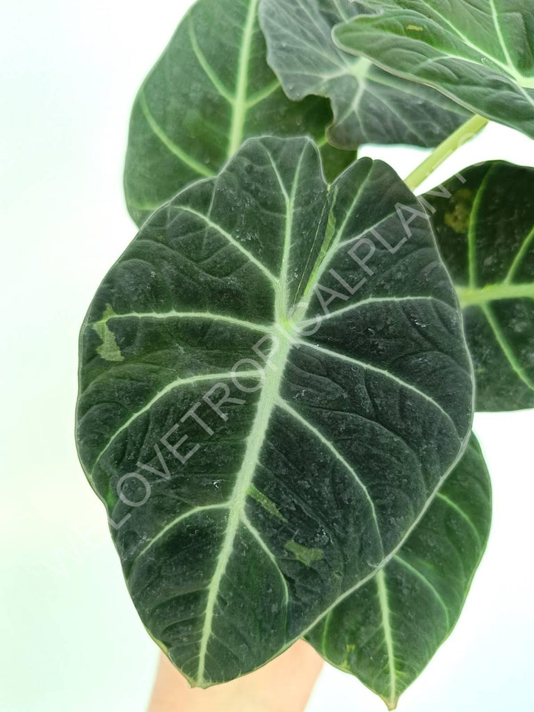 Alocasia reginula black velvet variegata