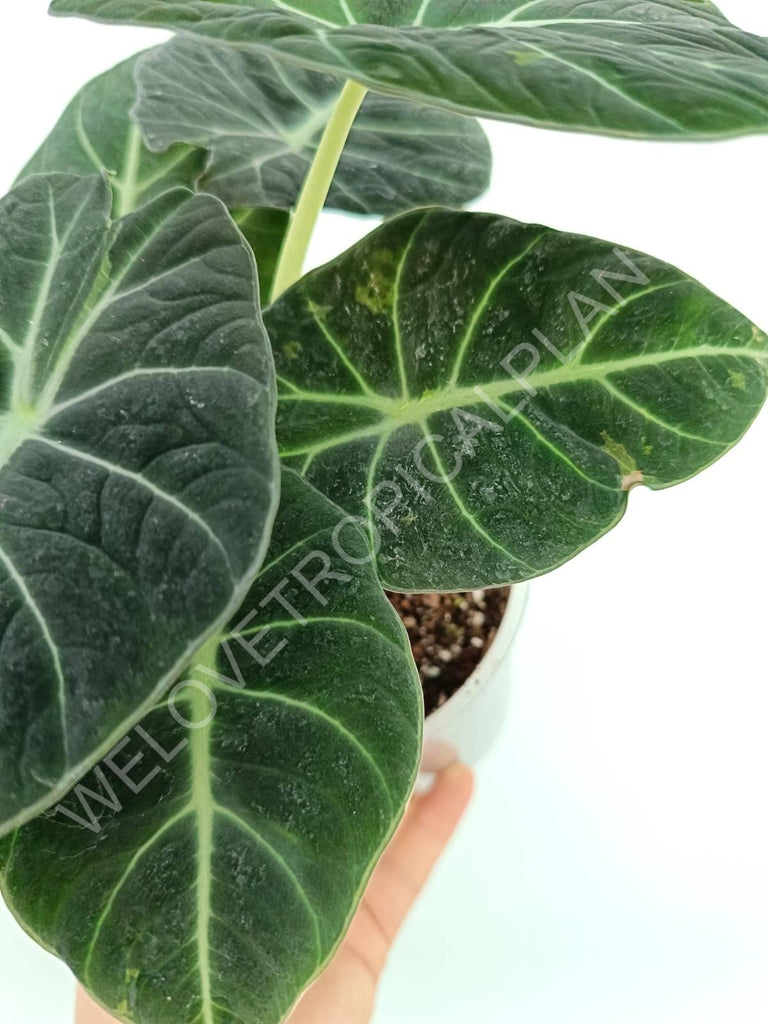 Alocasia reginula black velvet variegata