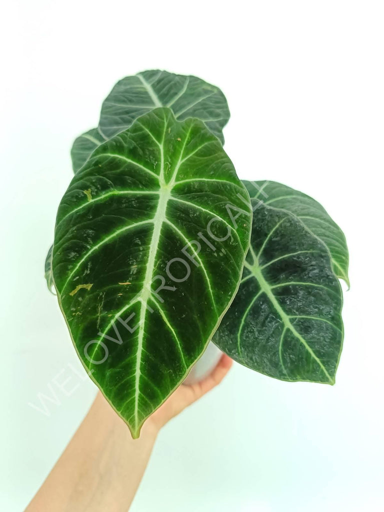 Alocasia reginula black velvet variegata