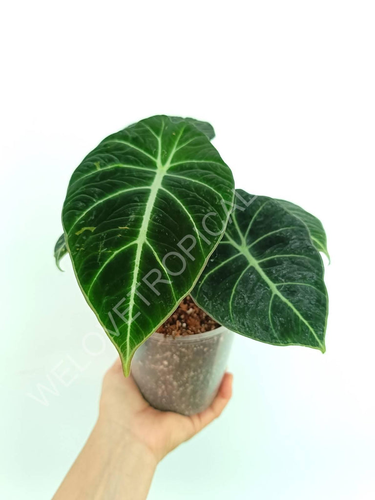 Alocasia reginula black velvet variegata