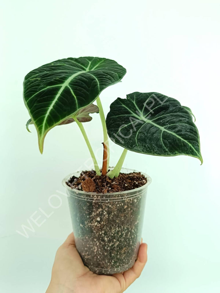 Alocasia reginula black velvet variegata