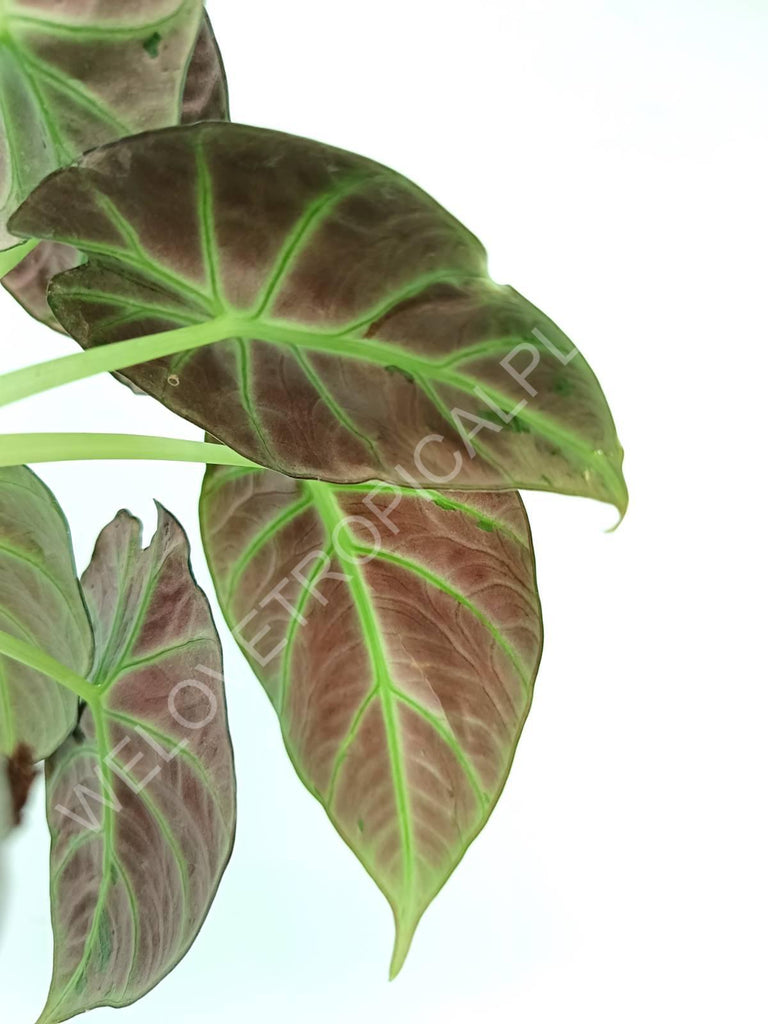 Alocasia reginula black velvet variegata