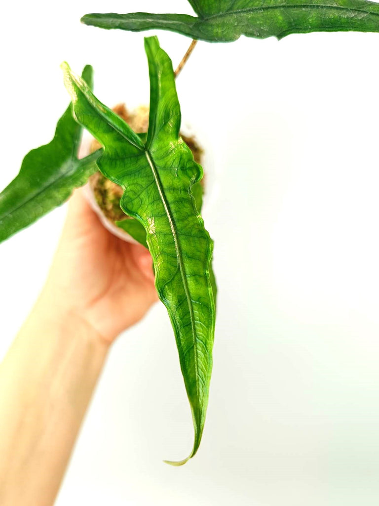 Alocasia sabrina narrow