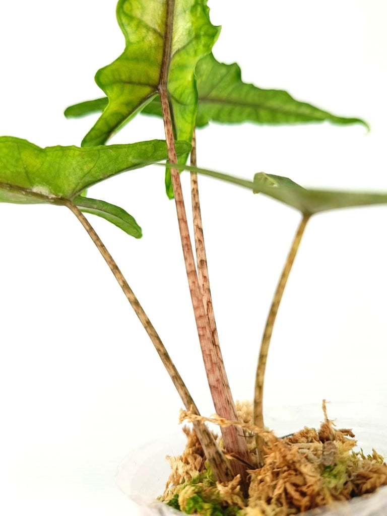 Alocasia sabrina narrow