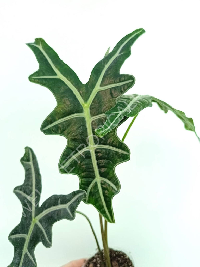 Alocasia sanderiana 'Nobilis'